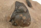 Detailed Metacanthina Trilobite With Cephalopods #339604-3
